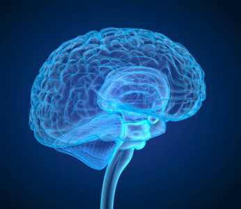 人脑 X 射线扫描, 医学上准确的3d 插图