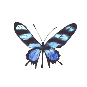 蓝色水彩蝴蝶被隔绝在白色背景上