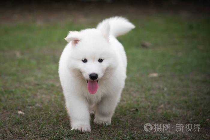 在绿色草地上行走的白色哈士奇小狗