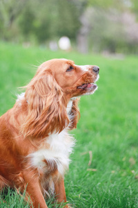 猎犬人最好的朋友