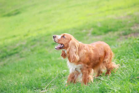 猎犬人最好的朋友