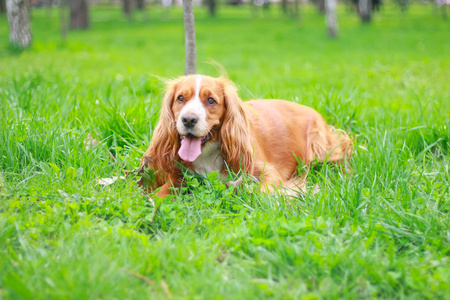 猎犬人最好的朋友