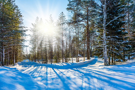 一个冬季童话的旅程。在松树林下雪的夜晚。芬兰的北极圈。异国情调和极端旅行的概念