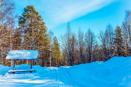 公共汽车站, 覆盖着积雪。在拉普兰的圣诞节。在松树林的一个下雪的早晨。异国情调和极端旅行的概念