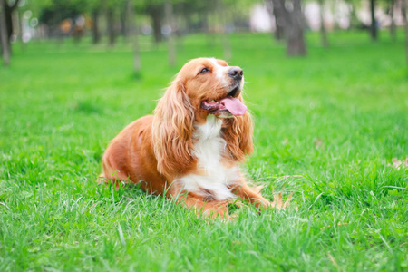 可卡犬在公园里散步