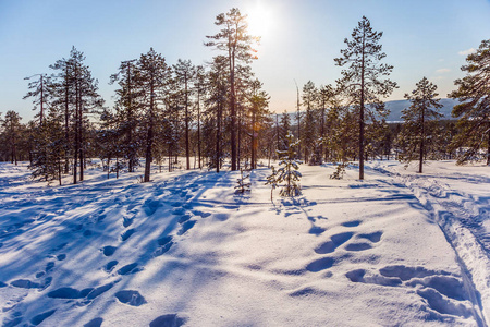 极地圈。在森林里的新年阳光明媚的冬日。雪中稀疏的针叶林。在郁郁葱葱的雪地滑雪小径上