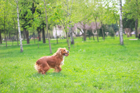 可卡犬在公园里散步