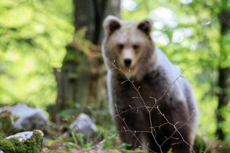 褐熊 厄休斯 arctos 在斯洛文尼亚的森林里
