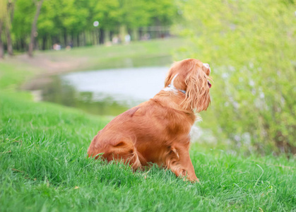 猎犬人最好的朋友图片