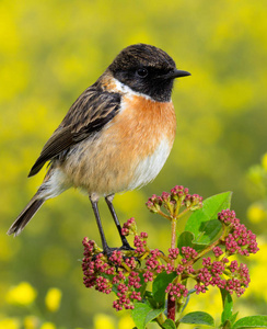 好标本的男性 Stonechat