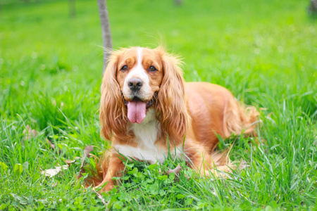 猎犬人最好的朋友