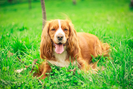 猎犬人最好的朋友