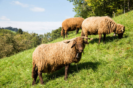 在绿色瑞士农场的卷曲毛皮绵羊与脖子响铃在一个晴朗的 Da