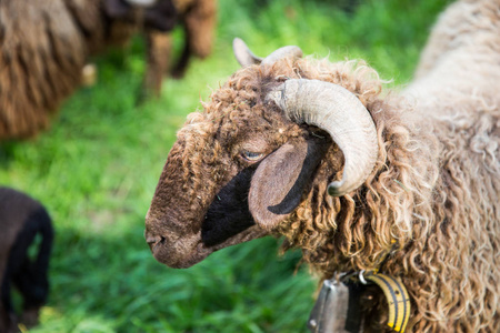瑞士钟绿色瑞士农场带颈钟的卷毛羊照片