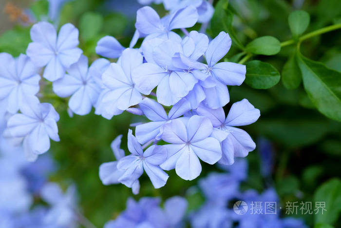 蓝色白花 海角leadwort 在绿色叶子背景照片 正版商用图片0uhnz9 摄图新视界