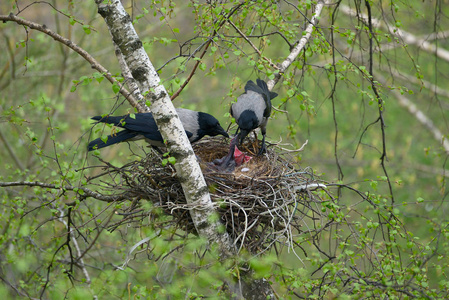 乌鸦喂养幼鸟照片