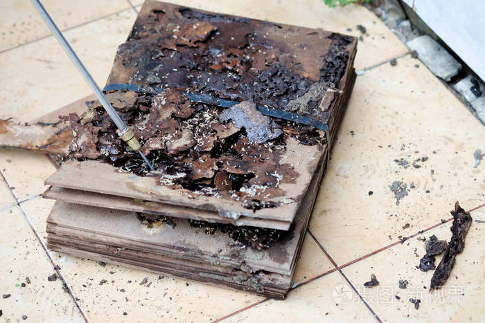 关闭了很多白蚁吃木头