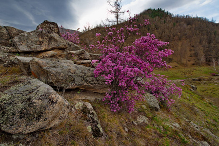 俄罗斯。西伯利亚西部的南部, 阿尔泰山脉的春天花朵。杜鹃。它的花期是阿尔泰山春季的主要活动, 吸引了许多游客