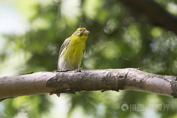 greenfinch虎尾鸟在树上
