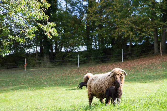 绿色瑞士草甸羊卷毛羊