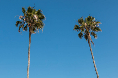 南加州两 Washingtonia 罗布斯塔棕榈树的顶端