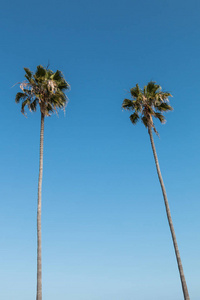 南加州两 Washingtonia 罗布斯塔棕榈树