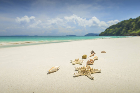 海星和贝壳在美丽的热带海滩背景与