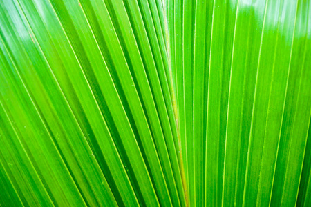 特写和作物棕榈叶背景和质地在明亮的绿色颜色