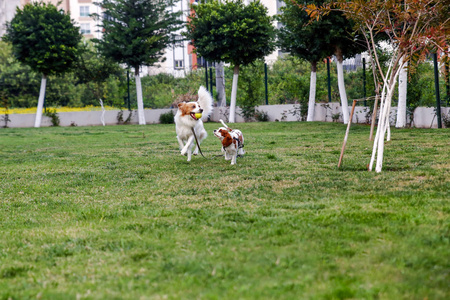 国王查尔斯骑士并且英国的指针, 金黄猎犬奔跑