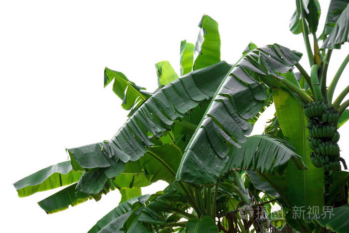 绿色的香蕉叶子, 绿色的热带叶子纹理在文件的白色背景下与修剪路径