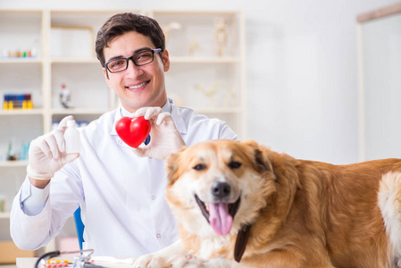 医生检查金猎犬狗在兽医诊所