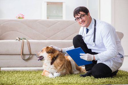 兽医检查金猎犬狗在家访问