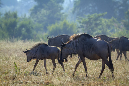 蓝羚在南非克鲁格国家公园