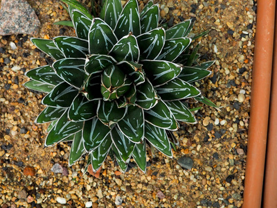 多汁植物, 金琥 grusonii 肉质植物