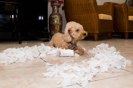 一只淘气的狗独自在家时把纸巾卷成碎片。