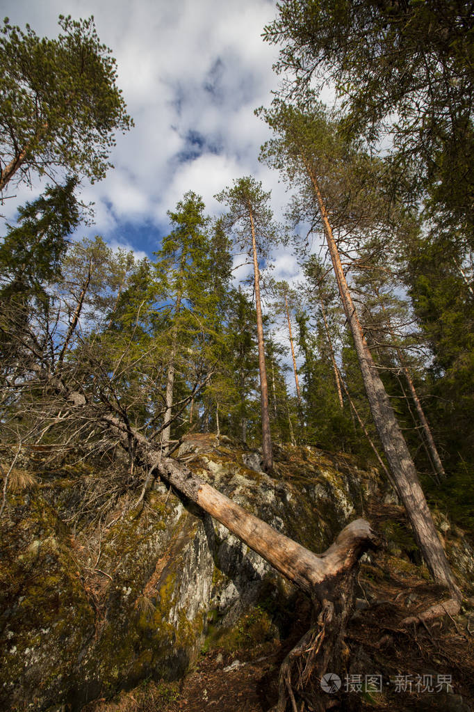 俄罗斯春天卡瑞洛芬森林