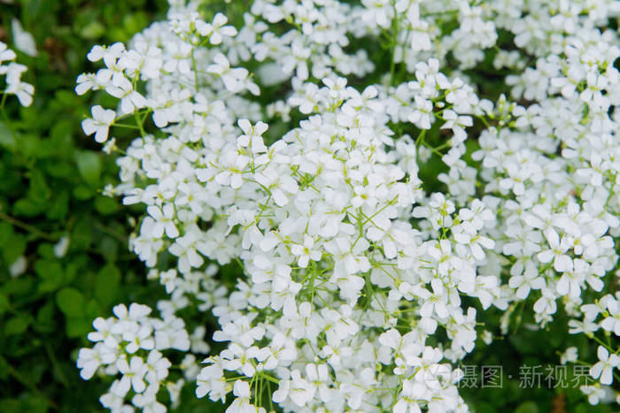 阿拉比斯 Rockcress 盛开的白花照片 正版商用图片0ui31z 摄图新视界