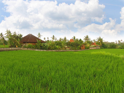 巴厘岛的房屋和稻田图片