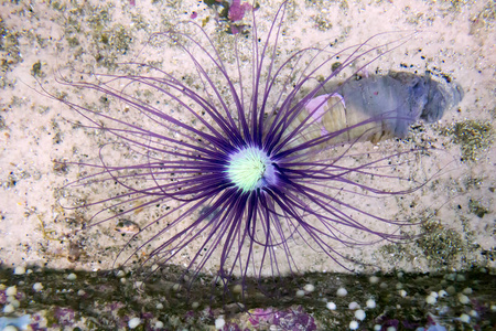 浅蓝色海蠕虫像水下的花朵
