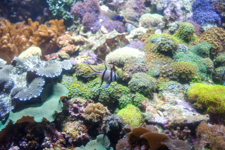 热带鱼，在水族馆在珊瑚礁上的照片