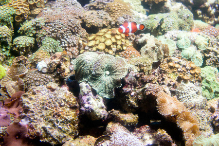 热带鱼，在水族馆在珊瑚礁上的照片