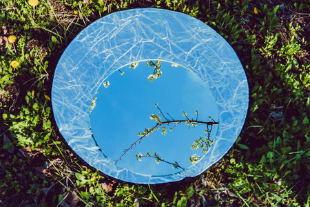 反射在圆镜子中的一棵树, 它位于银色反射器的背景上。