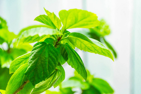 绿色的芙蓉树的叶子照片
