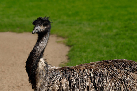 澳大利亚Emu新荷兰德罗迈乌斯
