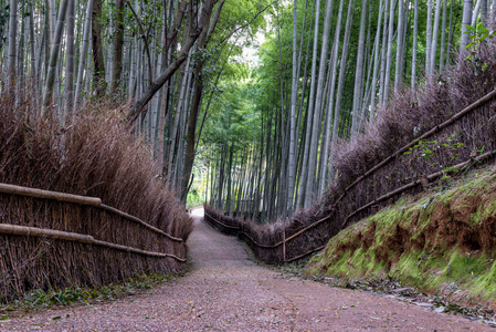 美丽在日本京都岚山竹林