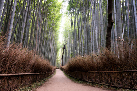 美丽在日本京都岚山竹林