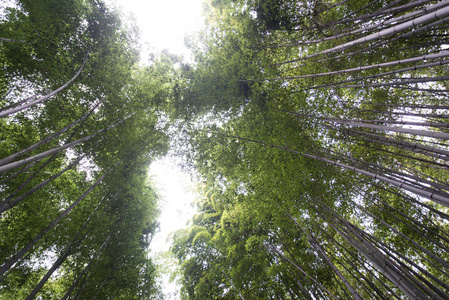 美丽在日本京都岚山竹林