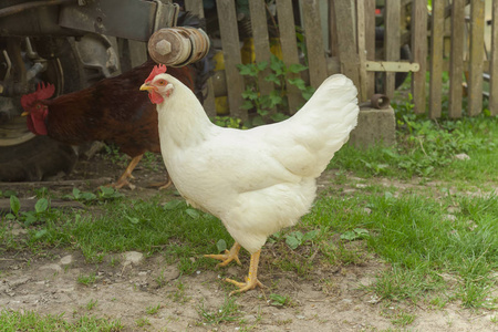 母鸡在农场图片