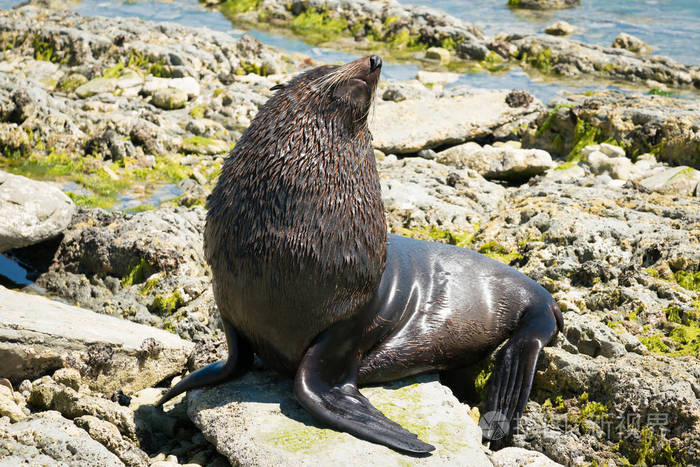 可爱的毛皮海豹在岩石凯库拉海滩, 新西兰海洋生物动物