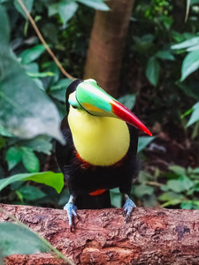 彩色龙骨巨嘴鸟在 papiliorama 特写